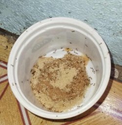 borax2
